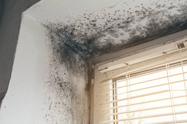 Affordable Black Mold Remediation solutions in Boonton, NJ